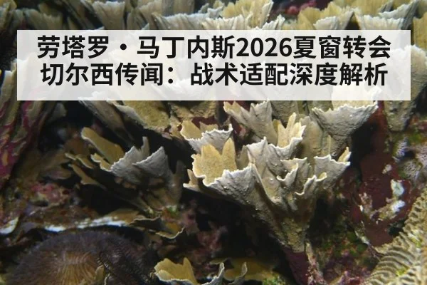 劳塔罗·马丁内斯2026夏窗转会切尔西传闻：战术适配深度解析